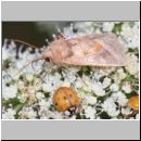 Hydraecia micacea - Markeule 01b - OS-Hellern-Wiese.jpg